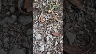 งูกินทากหัวโหนก งูหน้าตาแปลกเหมือนกิ่งไม้เลยถ้าอยู่นิ่งๆ #EXOTICREALS #งูกินทากหัวโหนก