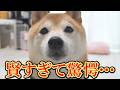困っている兄柴犬に気づき、さりげなく助ける弟柴犬に感動しました。