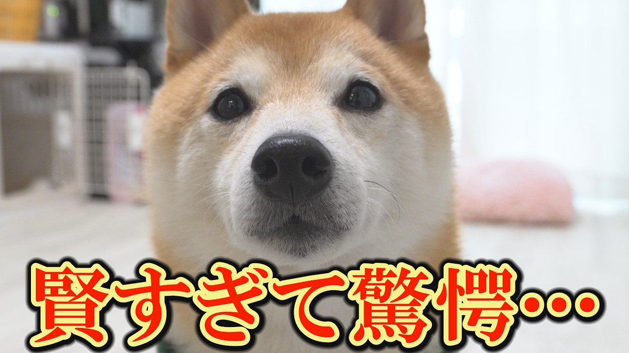 I was moved to see the younger Shiba Inu notice his older brother