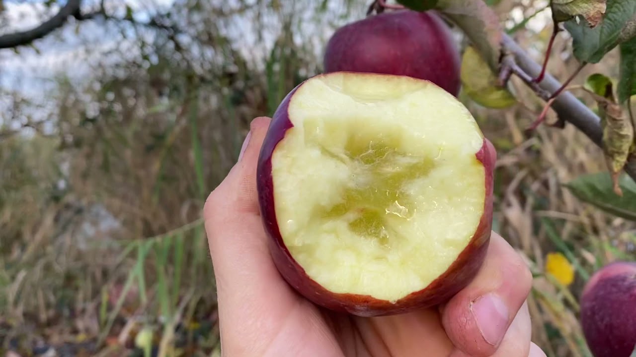 maxresdefault.jpg?sqp=-