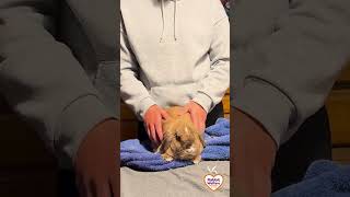 Caring for your rabbit's ears introduction with Abigail Emm RVN