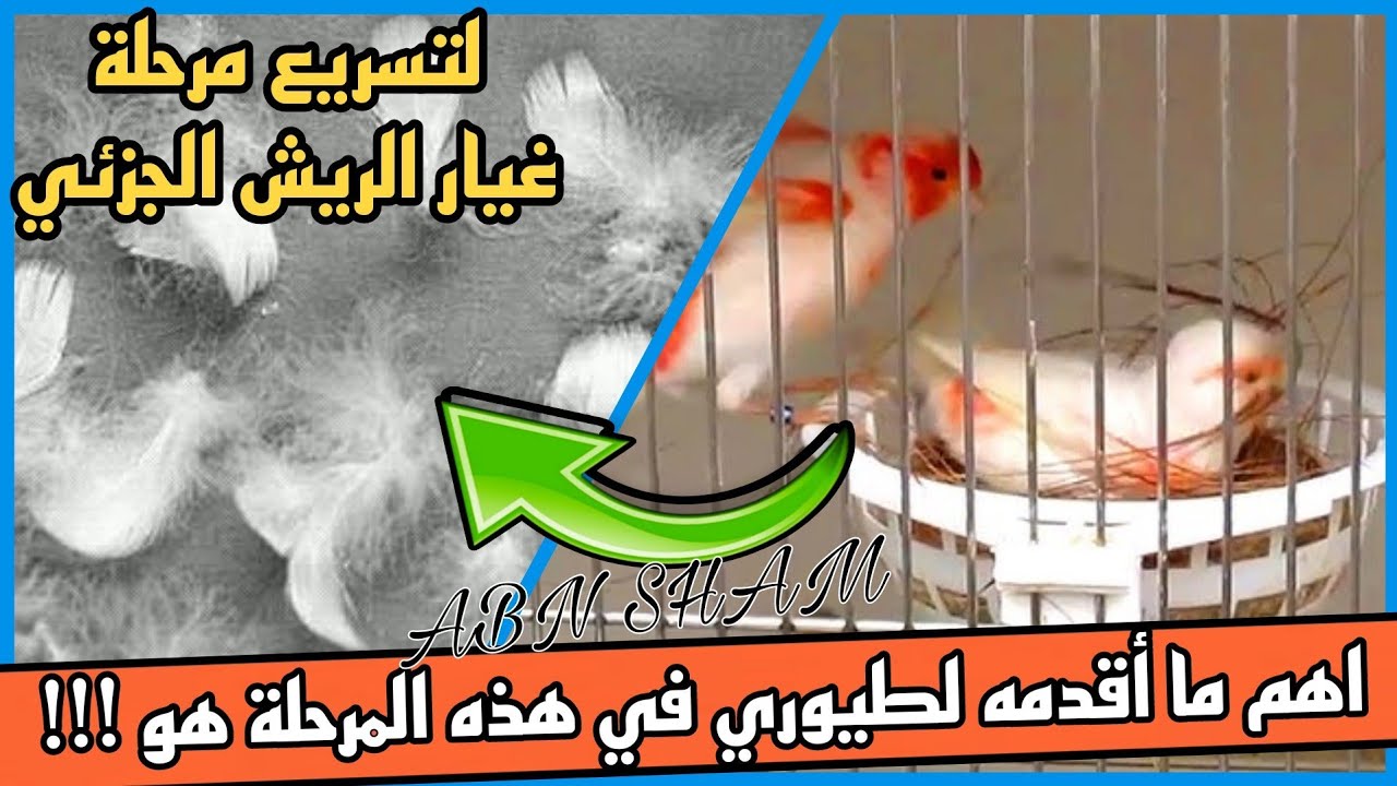 غيار الريش الجزئي أصعب مرحلة ع حياة طيور الكناري والحسون كيف اتخلص منها بسرعة و بمواد طبيعية