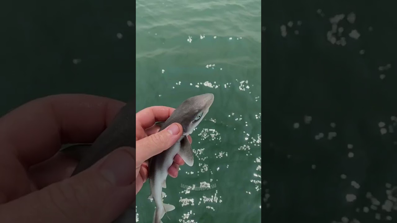 INSANE Animal Encounters That Will Make Your Jaw DROP! 😱