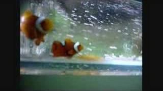 Clown Fish Spawning