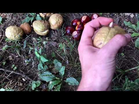Midwest Wilderness (Episode 1): Identifying, Cracking, and Opening Buckeye Fruit & Nuts! Part 1
