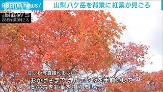 八ケ岳を背景に…東沢大橋で紅葉が見ごろ　山梨(2023年10月28日)