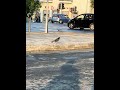 Cyprus solomo square #zoom #iphone #viral #cyprus #travel #shorts #viralvideo #shortvideo