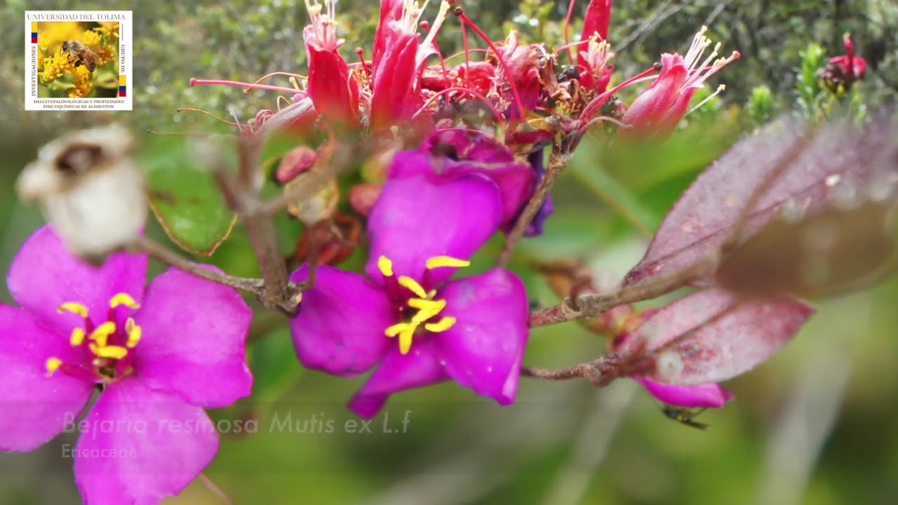 Páramo de Agüeros y Pan de Azúcar