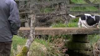 Scottish Basset Hound Walkers at Glen Tanar May 2012 by Ally Crombie 6,942 views 11 years ago 8 minutes, 8 seconds