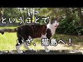 【猫島】田代島を紹介するよ！【CAT ISLAND】