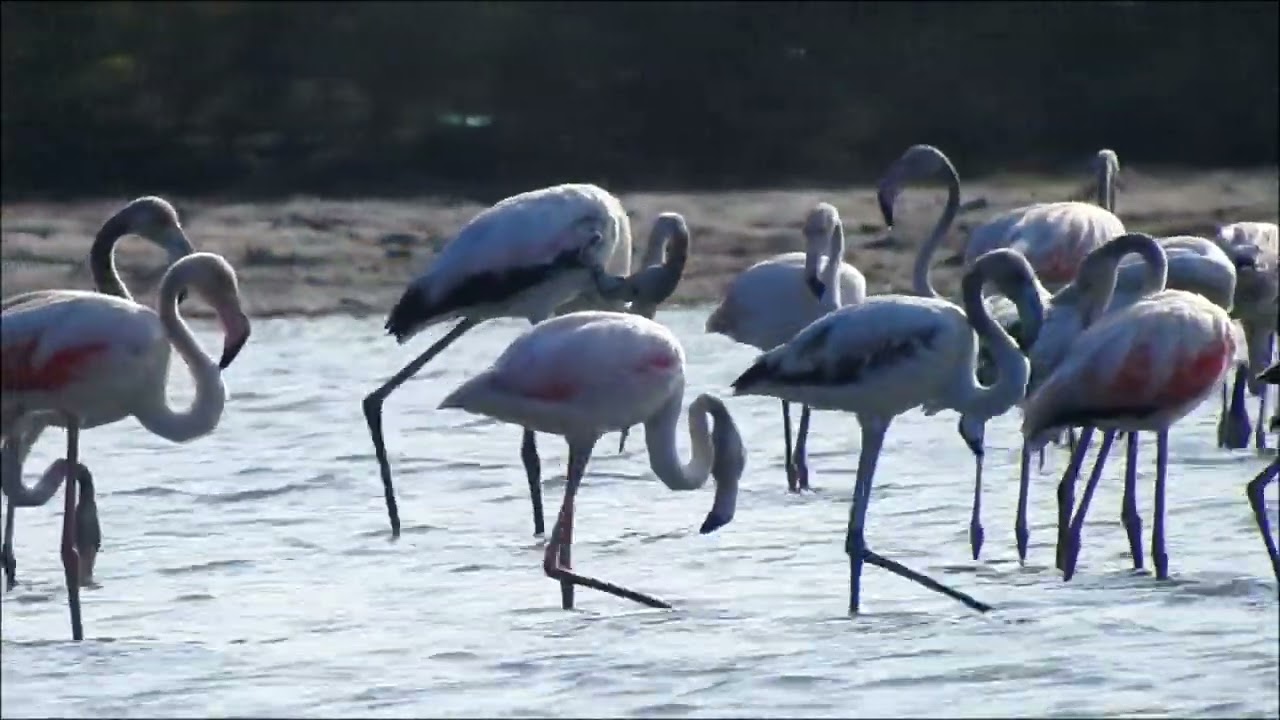 𝗚𝗿𝗲𝗮𝘁𝗲𝗿 𝗙𝗹𝗮𝗺𝗶𝗻𝗴𝗼 (𝙋𝙝𝙤𝙚𝙣𝙞𝙘𝙤𝙥𝙩𝙚𝙧𝙪𝙨 𝙧𝙤𝙨𝙚𝙪𝙨)