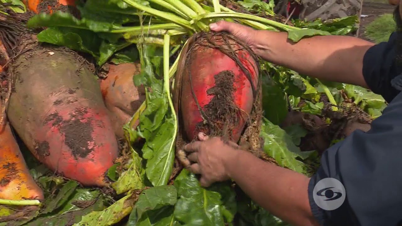 Remolacha en la suplementación de bovinos | La Finca de Hoy