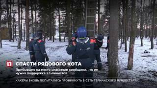 Сотрудники МЧС Петербурга организовали операцию по снятию кота с дерева Сотрудники МЧС Петербурга организовали операцию по снятию кота с дерева
