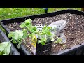 Beginning of video