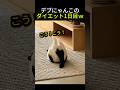 デブにゃんこのダイエット1日目ｗ