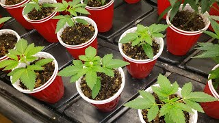 🍒My 5x5 Veg Tent ⛺ seeds i poped are in there