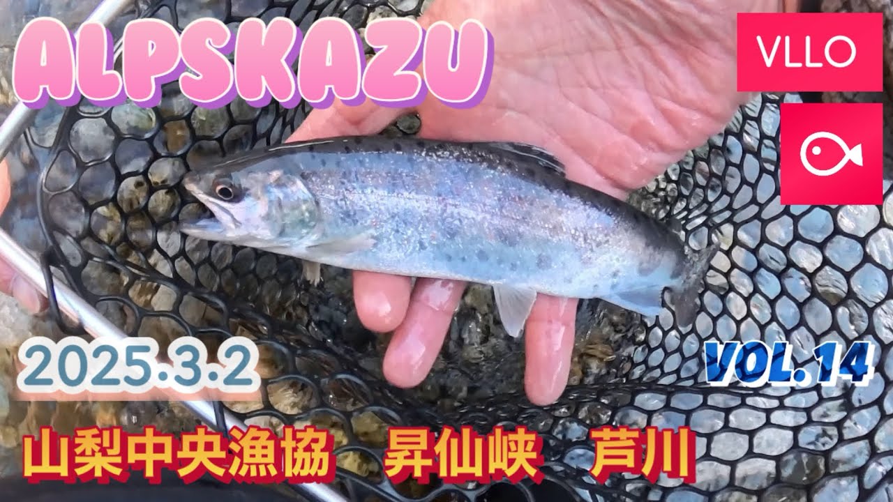 2025年  渓流解禁　山梨中央漁協　昇仙峡　芦川　insta360X4