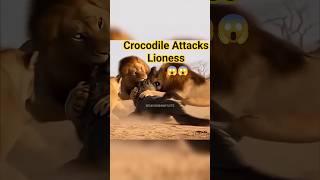 Crocodile Attacks Liones But What Happened Next Shocked Everyone #lion #jungleroad #wildlife #shorts