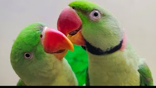 Parrot Sound is live