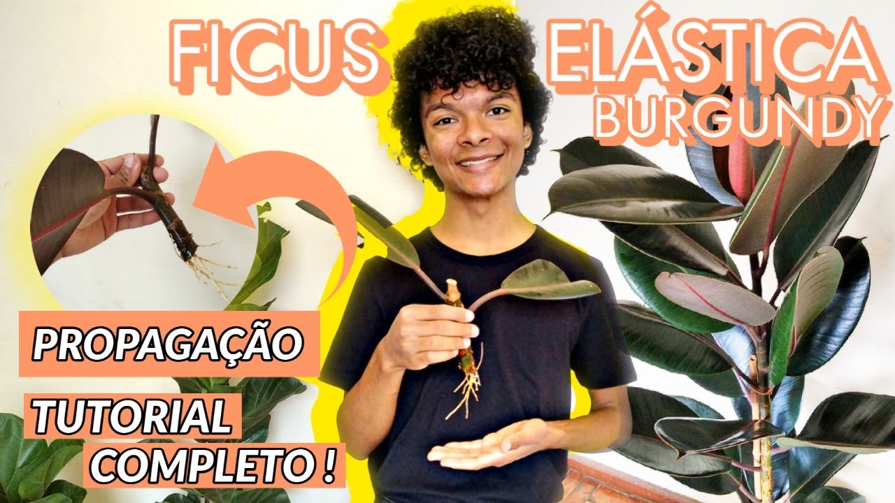 Propagação Ficus Elástica Burgundy, tutorial!