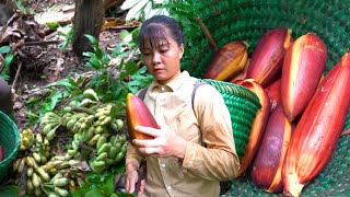 Harvesting Wild Bananas & Banana Flowers Goes To Market Sell  Farming | Phương Daily Harvesting