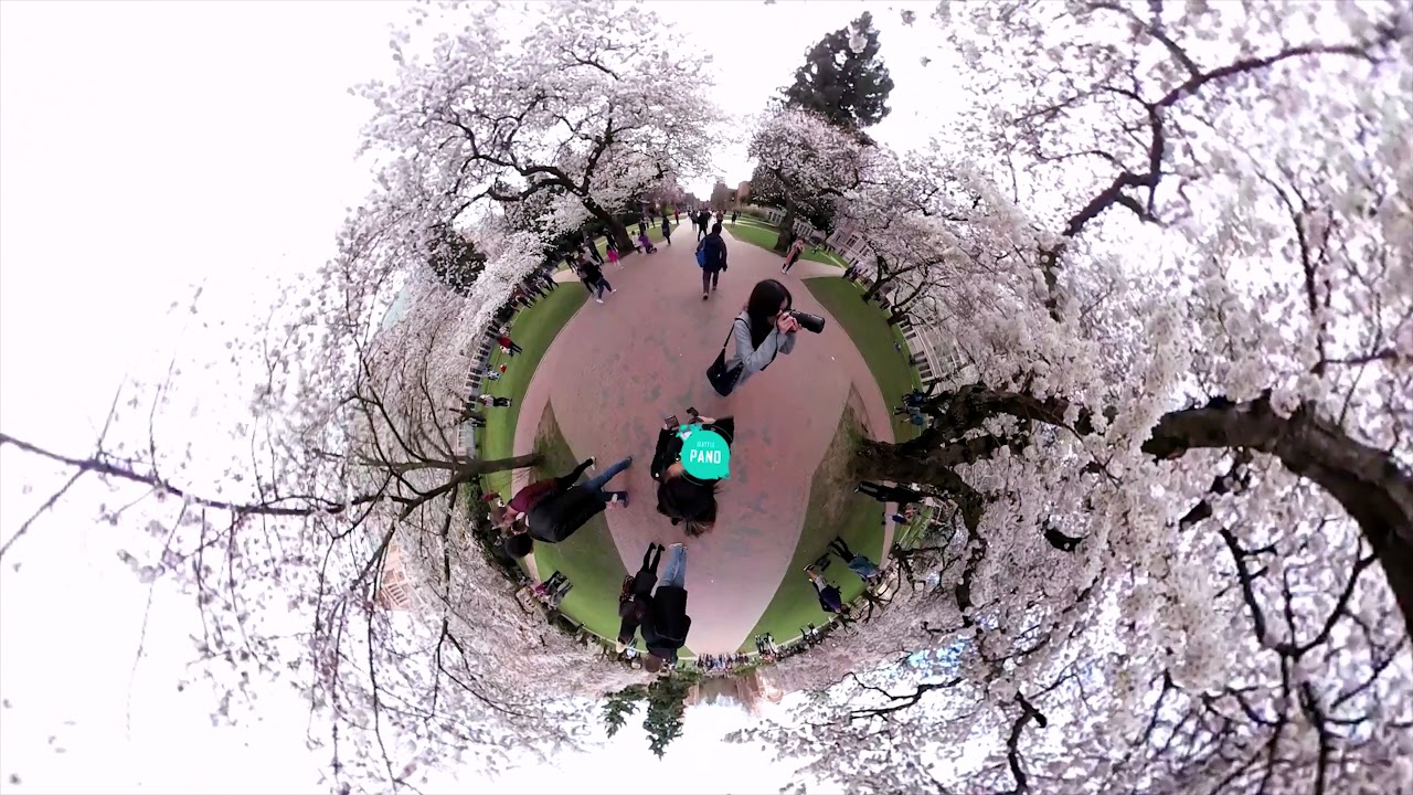 Seattle Attraction #2 Cherry Blossom at UW | 360° Experience