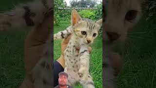 #kitten #cat #rescue #cute #animals #catvideos #saveanimals #catrescue
