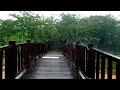 【4K】 Heavy Rain Walk - Quiet park