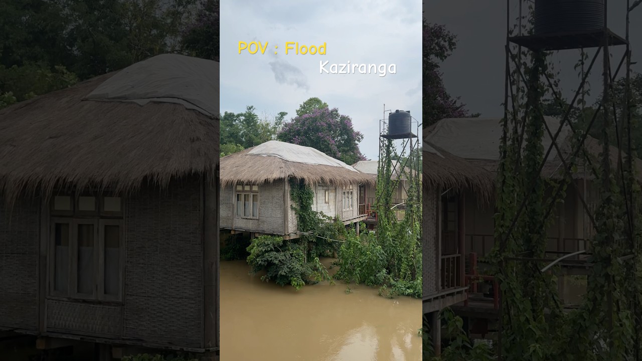 Kaziranga in Monsoon Fury 🌧️ | Nature’s power meets wildlife’s resilience.