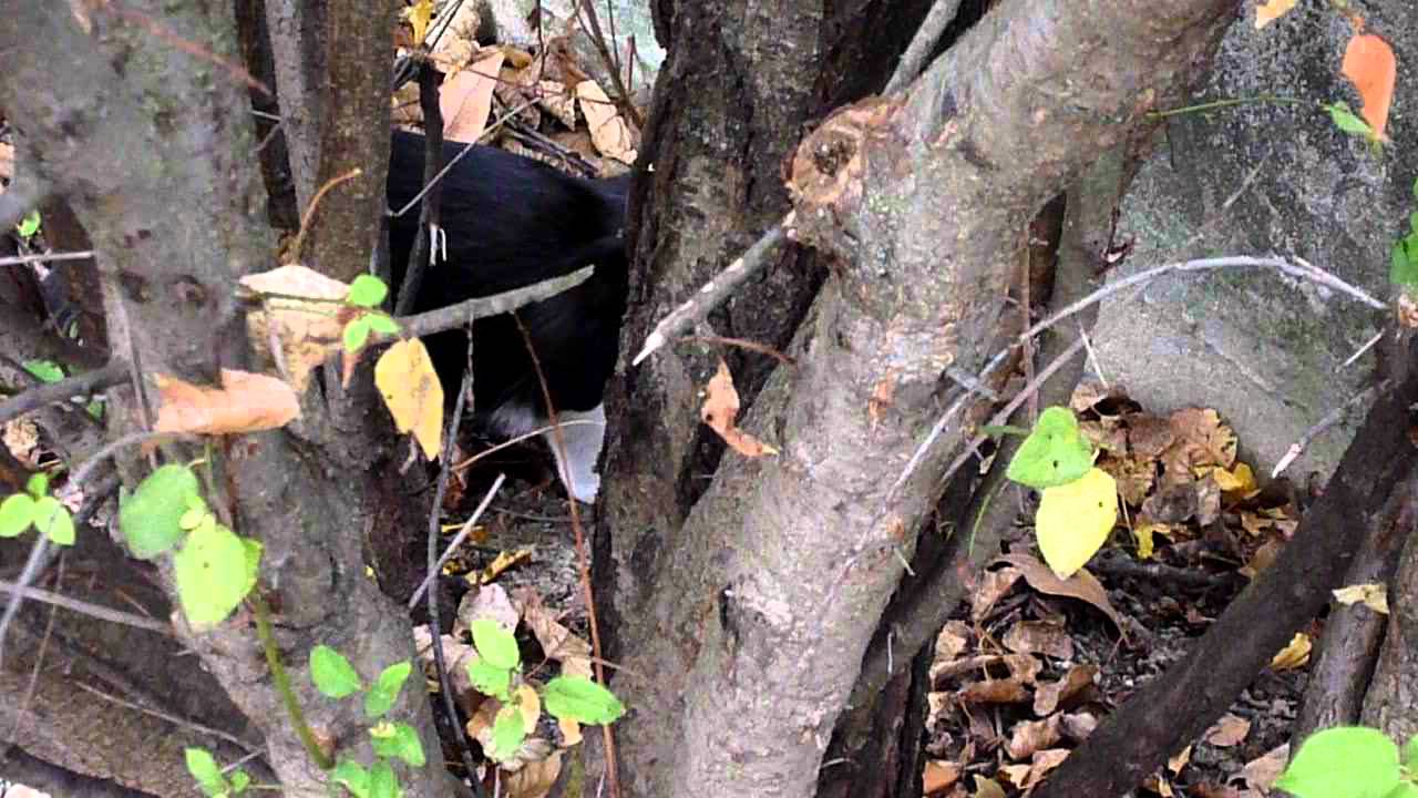 Niccolo begegnet zwei Katzen