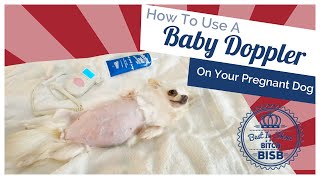 Breeding and Whelping Dogs:  How to Use a Baby Doppler on Your Pregnant Dog by BIS B 16,334 views 3 years ago 6 minutes, 9 seconds