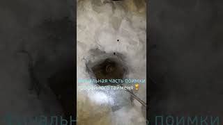 Огромный таймень в амурской области. Финальная часть. На палку. #рыбалка #shorts #таймень #fish