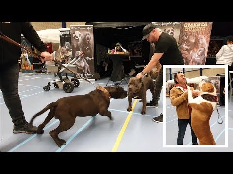 american bully show 2019