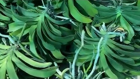 bán lan ngọc điểm rừng bóc trụ. tối 23/3 lh 0987157820 zalo 0987157820 lan Rừng giá rẻ, đai Trâu