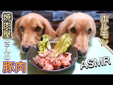 【犬 ASMR 咀嚼音】豚肉を美味しそうに食べる！Dogs eat meat【Eating Sound】犬ごはん
