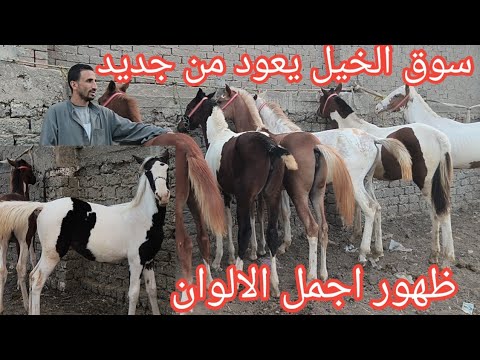 The Horse Market Is Back And The Most Beautiful Colors Which Had Been Absent For Months Have R The Horse Market Is Back And The Most Beautiful Colors Which Had Been Absent For Months Have R