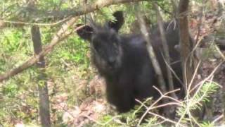 20100501安曇野(Azumino)の景色.m4v