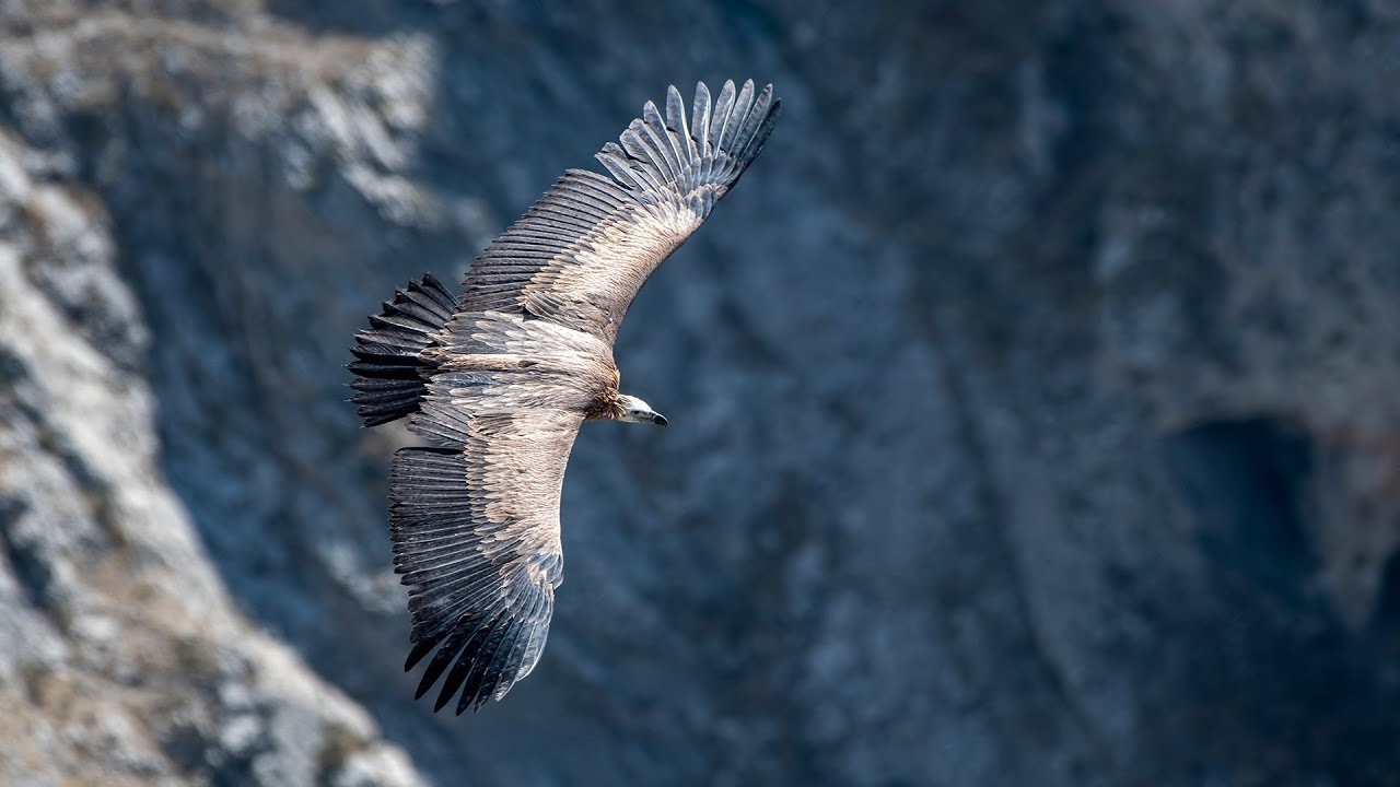 AKBABA SESİ (VULTURE SOUND)