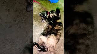 My Cat Bibi Pakul Bonding With Love Mommy