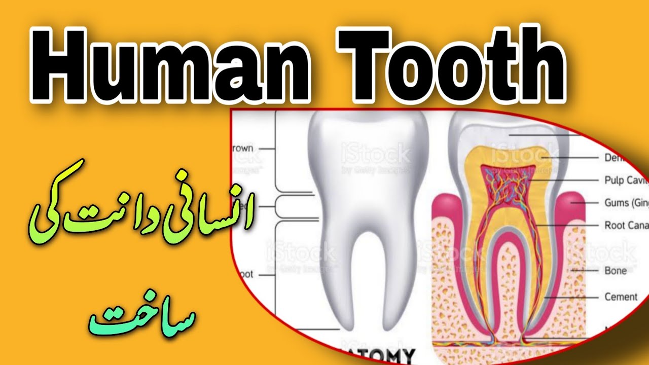HUMAN TOOTH explain in Urdu Biology Series Quick Review YouTube