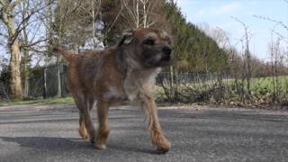 Border Terrier Jack     what a cool dude