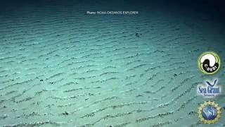 15 Second Science - Comparing DNA to understand microbes