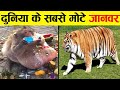 खाते खाते इतना मोटा हो गया की हिलाना भी मुश्किल है 10 most fatty animals