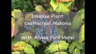 Invasive Plant: Leatherleaf Mahonia