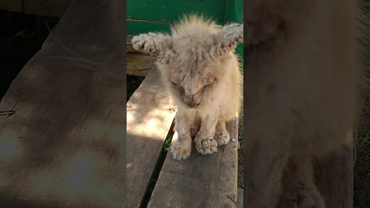 Menyembuhkan scabies pada kucing dengan cepat