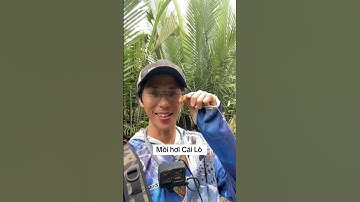 Câu cá lóc, câu cá giải trí, fishing, lure cá lóc #fish #fishing #cauca #funny  #lure #mientay