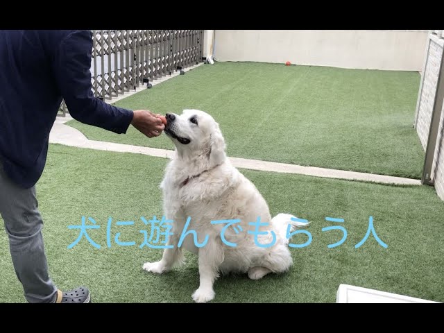 ボール遊びが大好きなゴールデンレトリバー