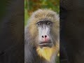 Mandrills: Nature's Colorful Superstars!