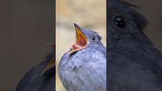 Burung Paling Eksotis berbunyi Seperti Sirene Polisi  burung suaraviral eksotis