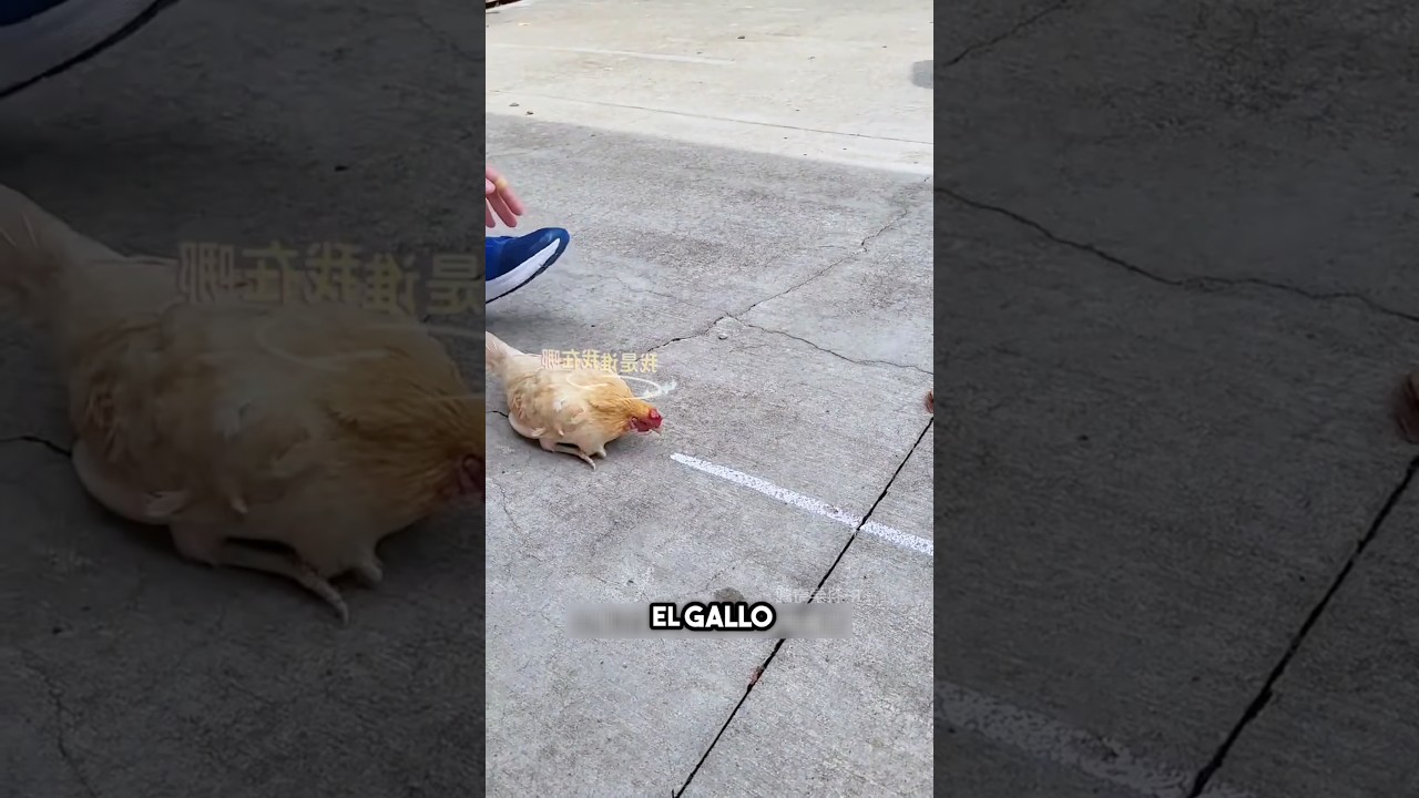 También puedes hacer experimentos en casa chico que a menudo hacen experimentos 😳